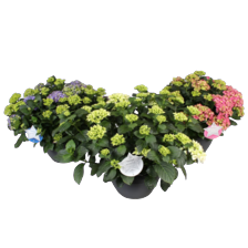Hortensia XXL